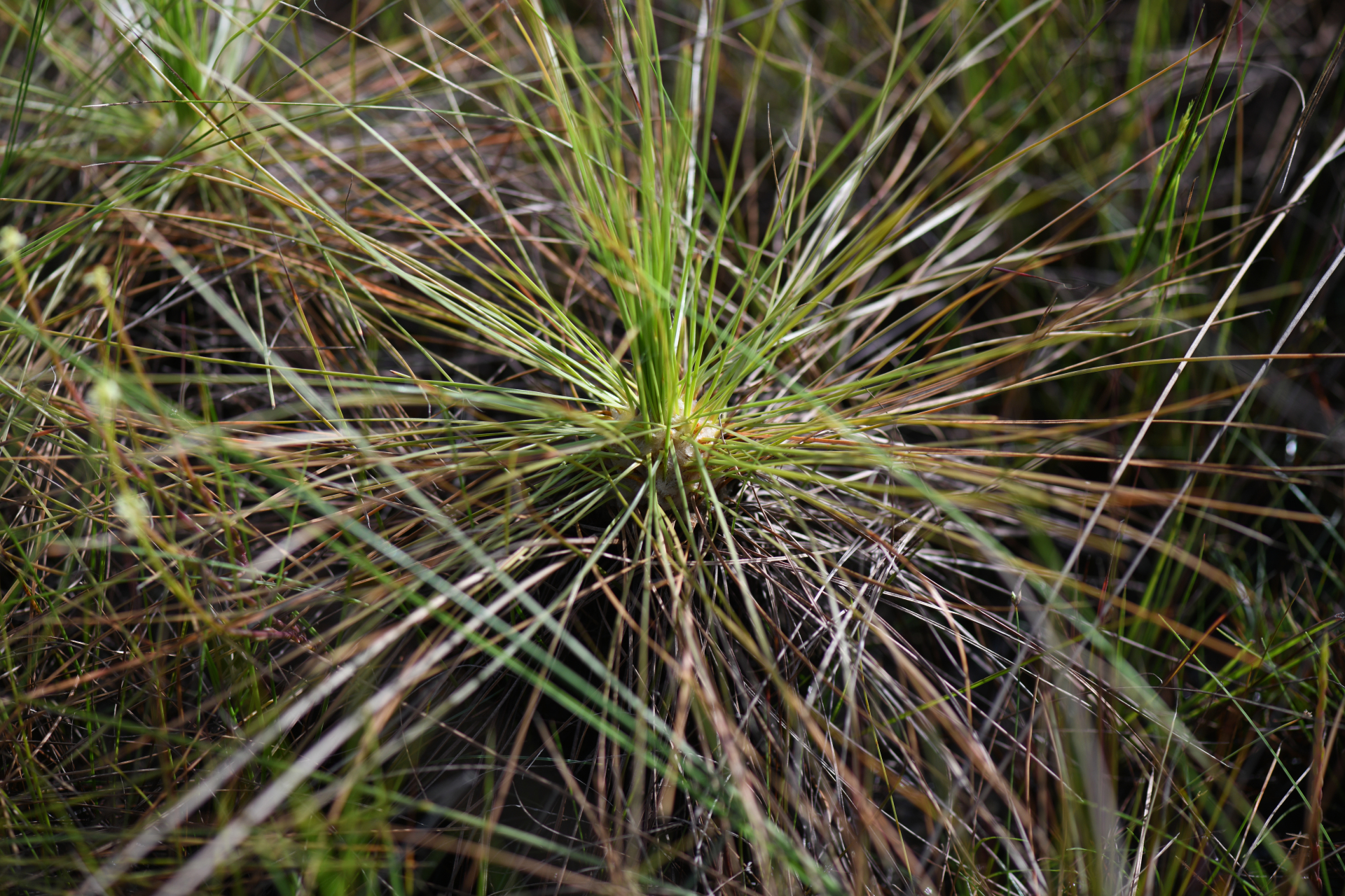 Bulbostylis lanata (Kunth) Lindm. - Photo Bivouac Naturaliste