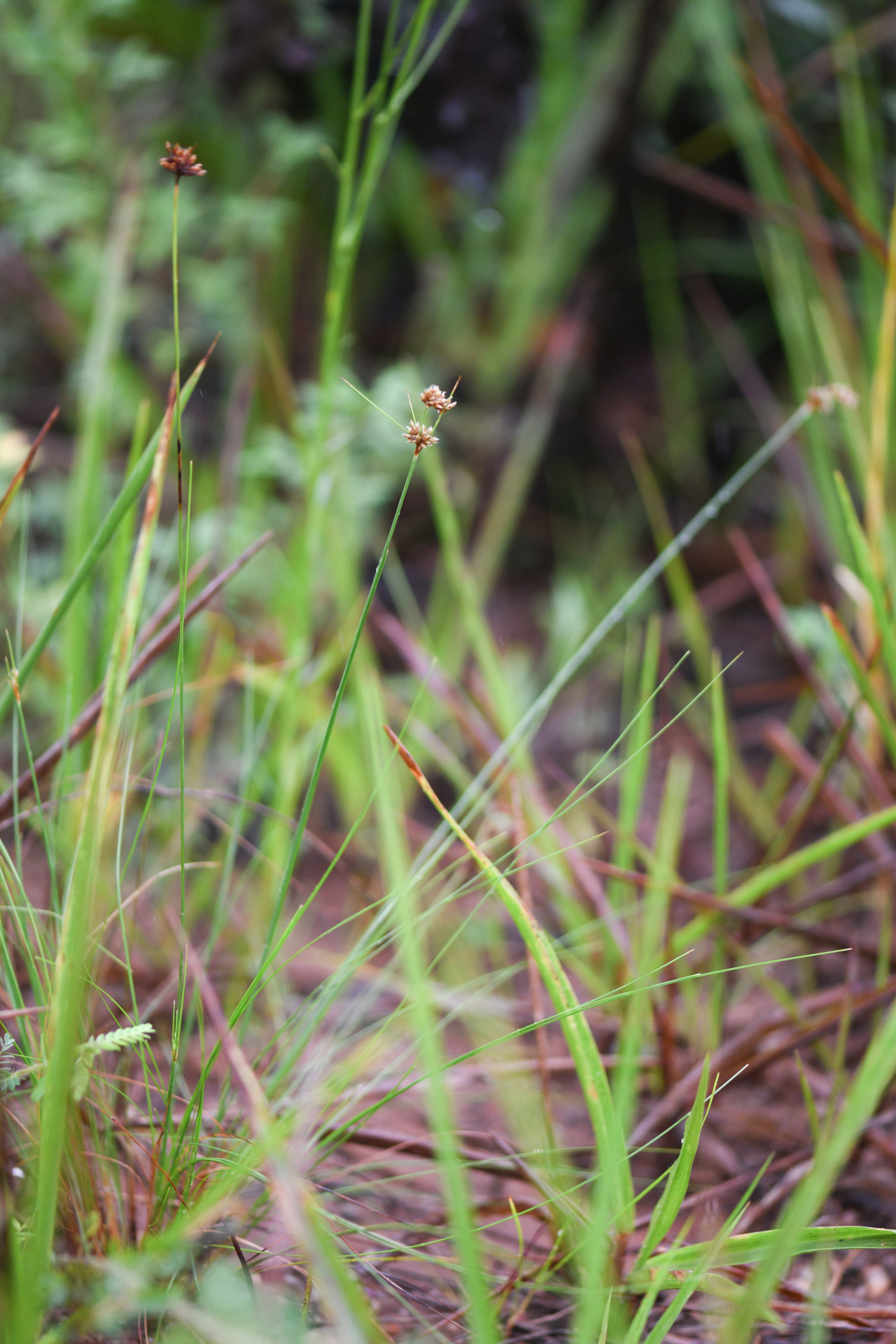 Bulbostylis junciformis (Kunth) C.B.Clarke - Photo Bivouac Naturaliste
