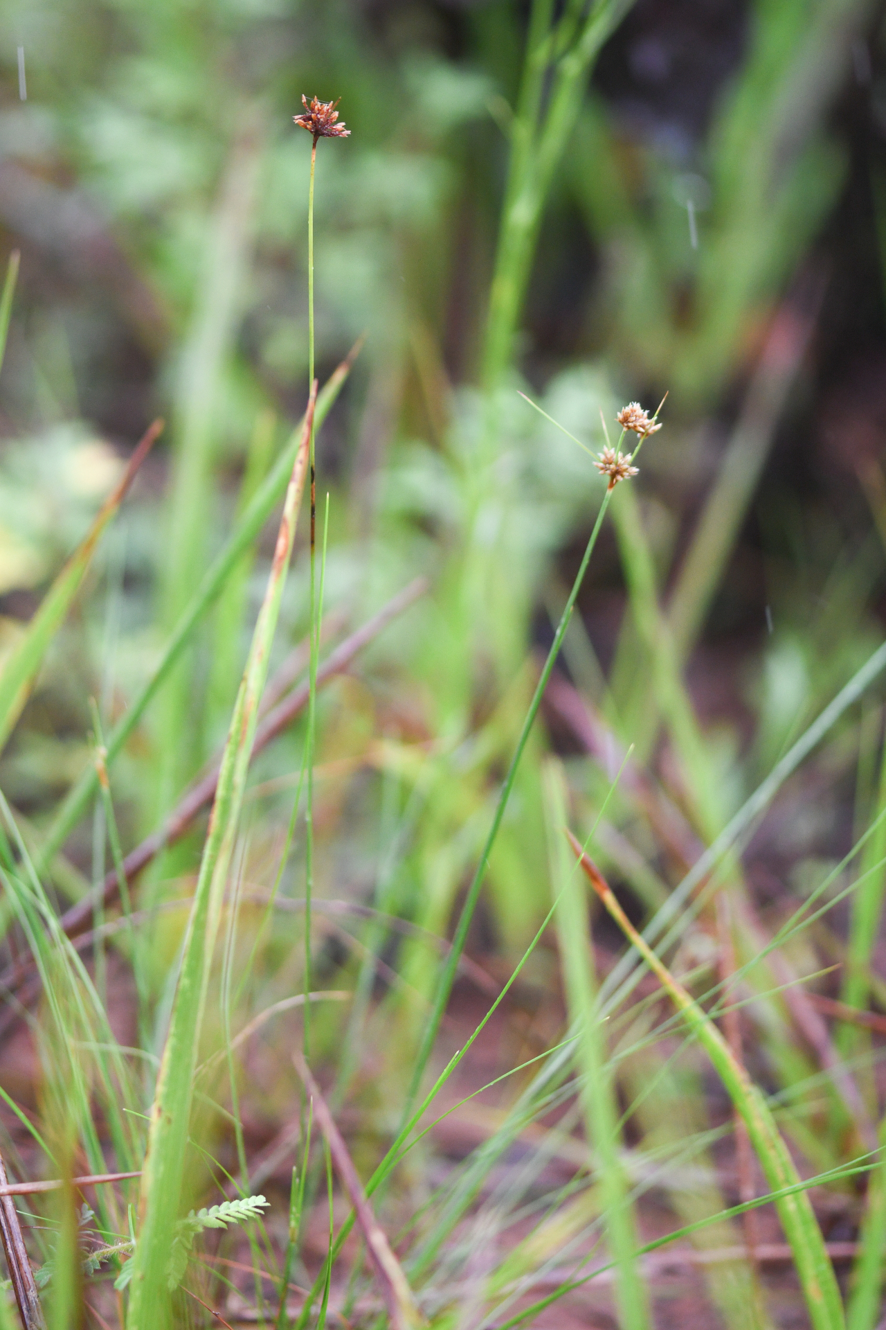 Bulbostylis junciformis (Kunth) C.B.Clarke - Photo Bivouac Naturaliste