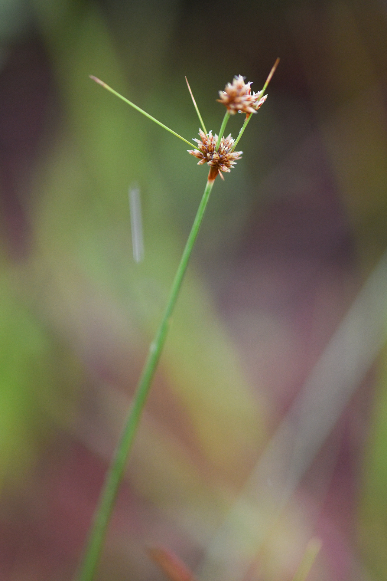 Bulbostylis junciformis (Kunth) C.B.Clarke - Photo Bivouac Naturaliste