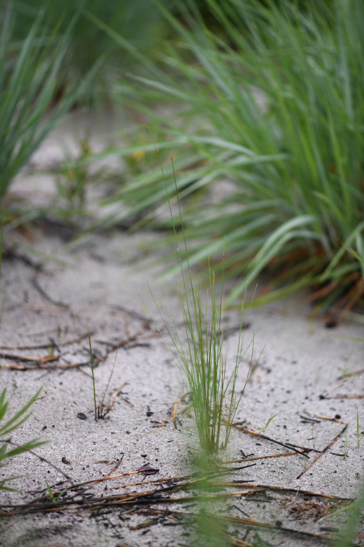 Bulbostylis junciformis (Kunth) C.B.Clarke - Photo Bivouac Naturaliste