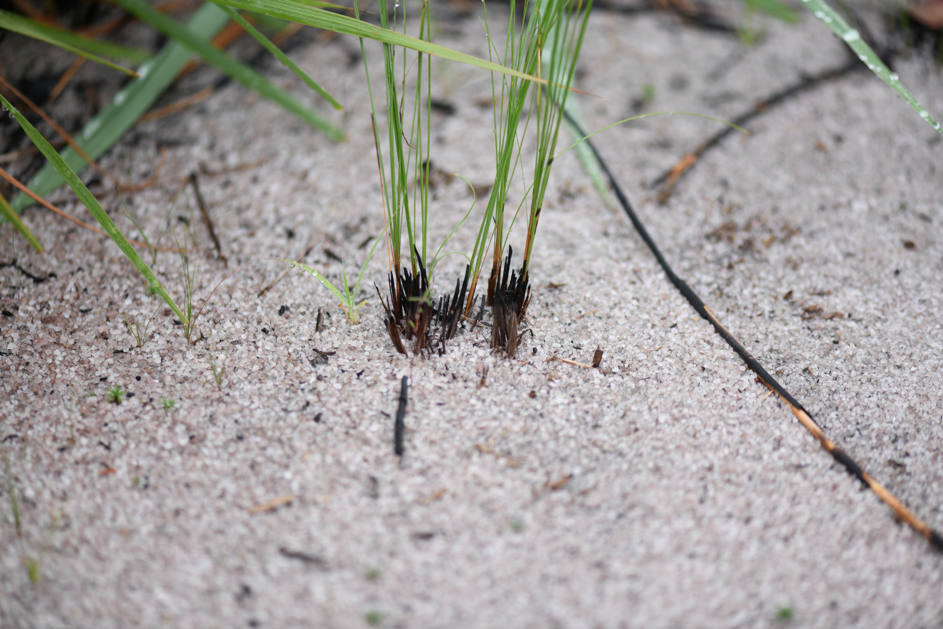 Bulbostylis junciformis (Kunth) C.B.Clarke - Photo Bivouac Naturaliste