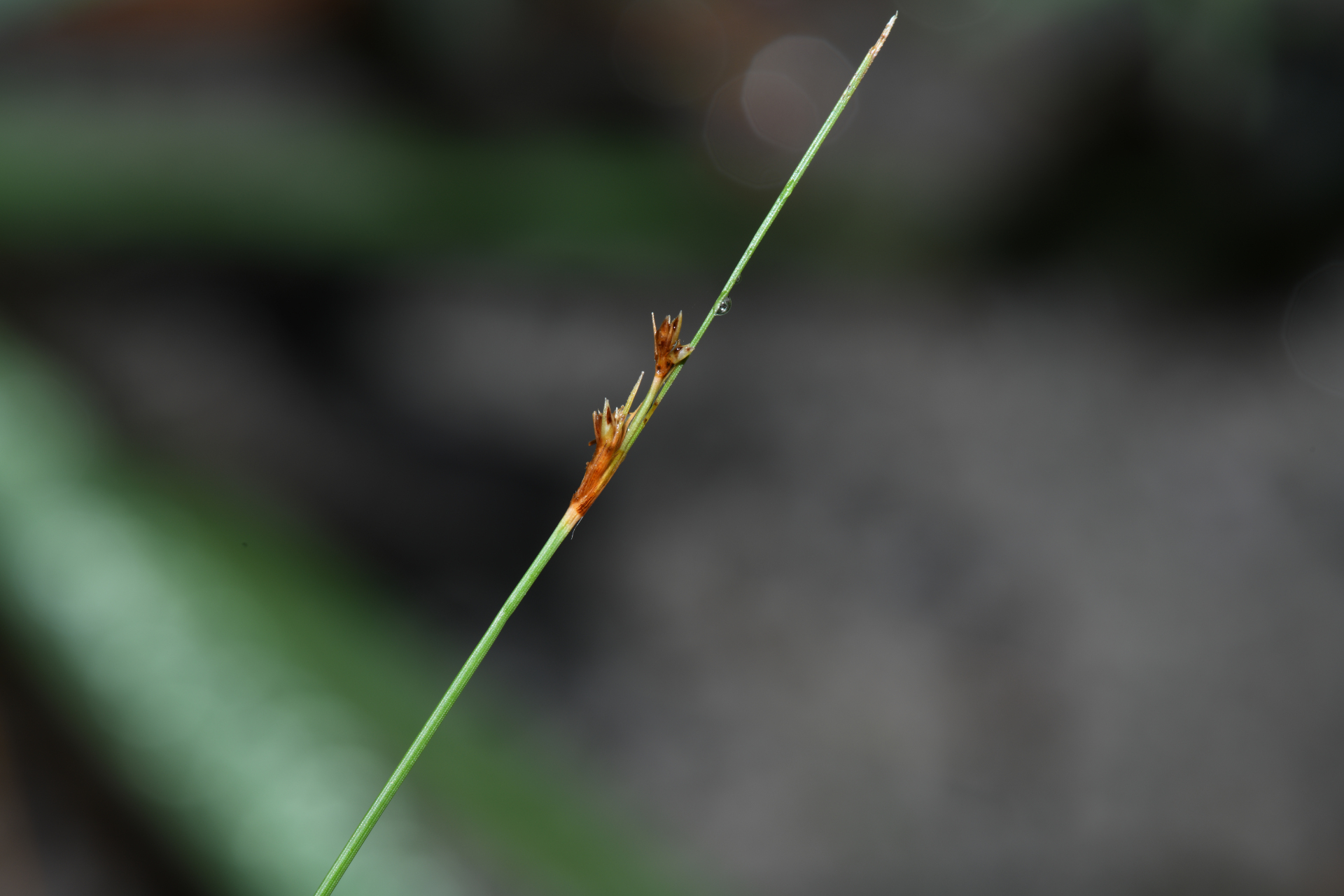 Bulbostylis junciformis (Kunth) C.B.Clarke - Photo Bivouac Naturaliste