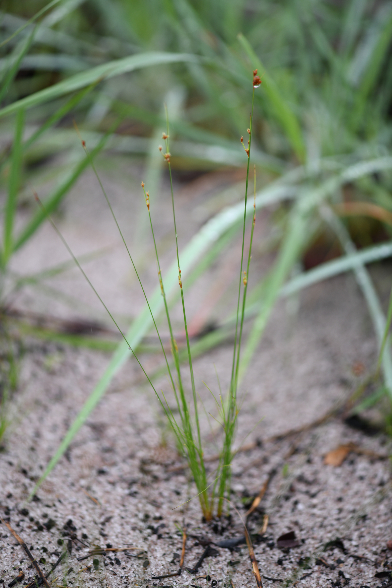 Bulbostylis junciformis (Kunth) C.B.Clarke - Photo Bivouac Naturaliste