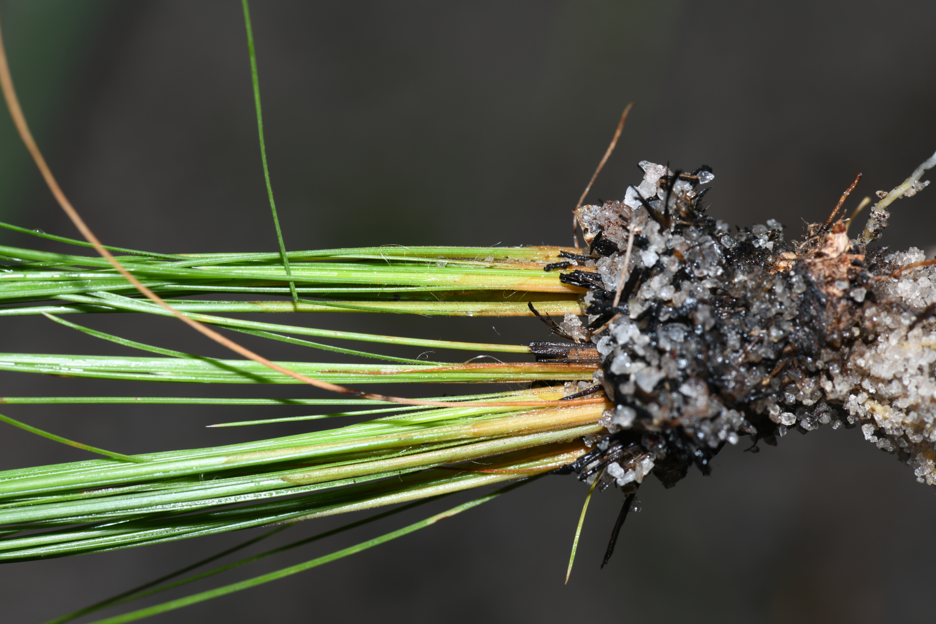 Bulbostylis junciformis (Kunth) C.B.Clarke - Photo Bivouac Naturaliste
