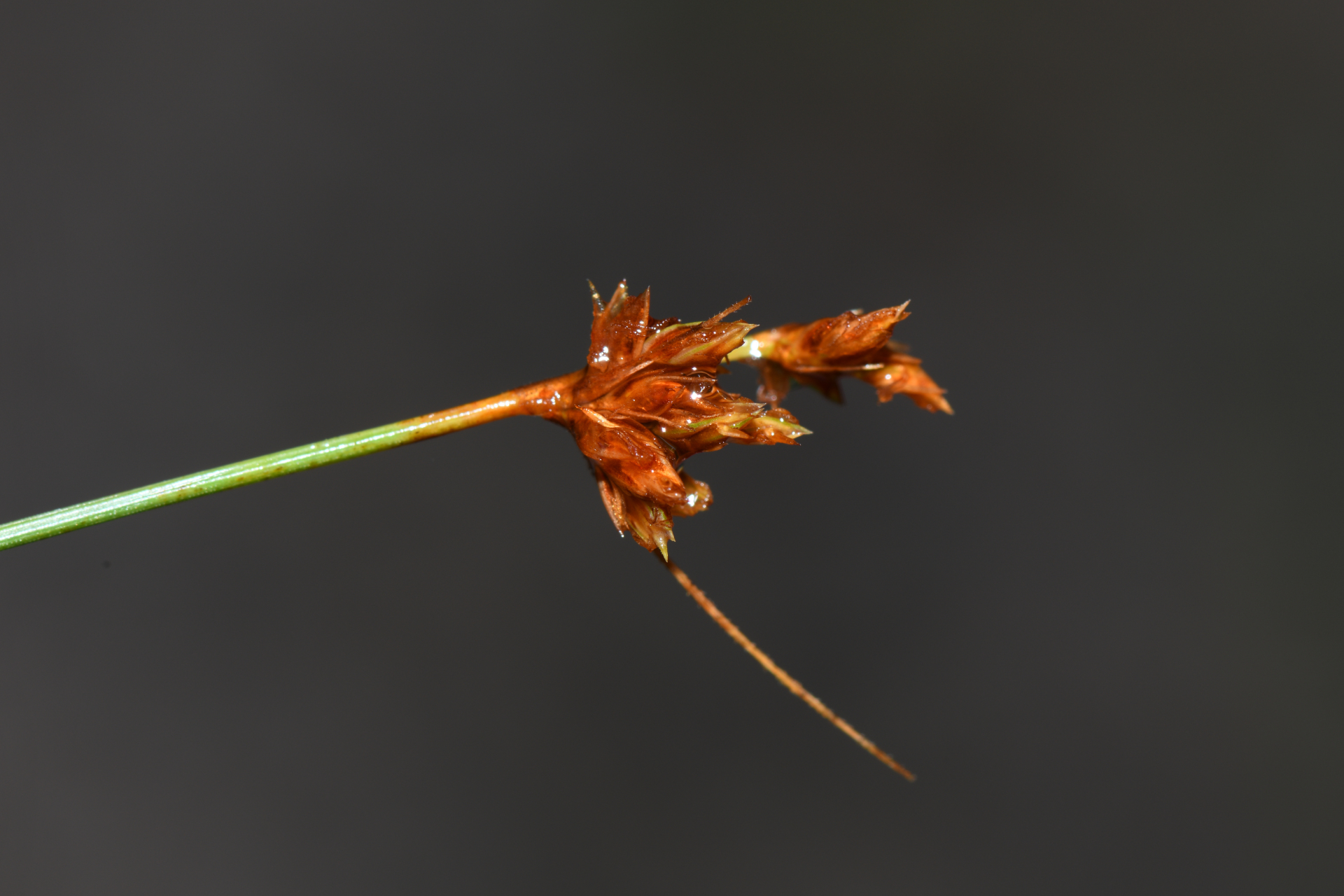 Bulbostylis junciformis (Kunth) C.B.Clarke - Photo Bivouac Naturaliste