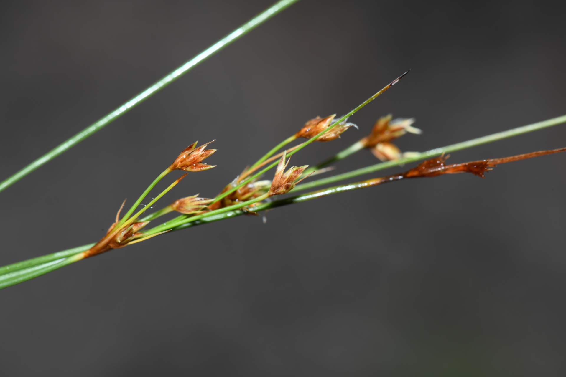 Bulbostylis junciformis (Kunth) C.B.Clarke - Photo Bivouac Naturaliste