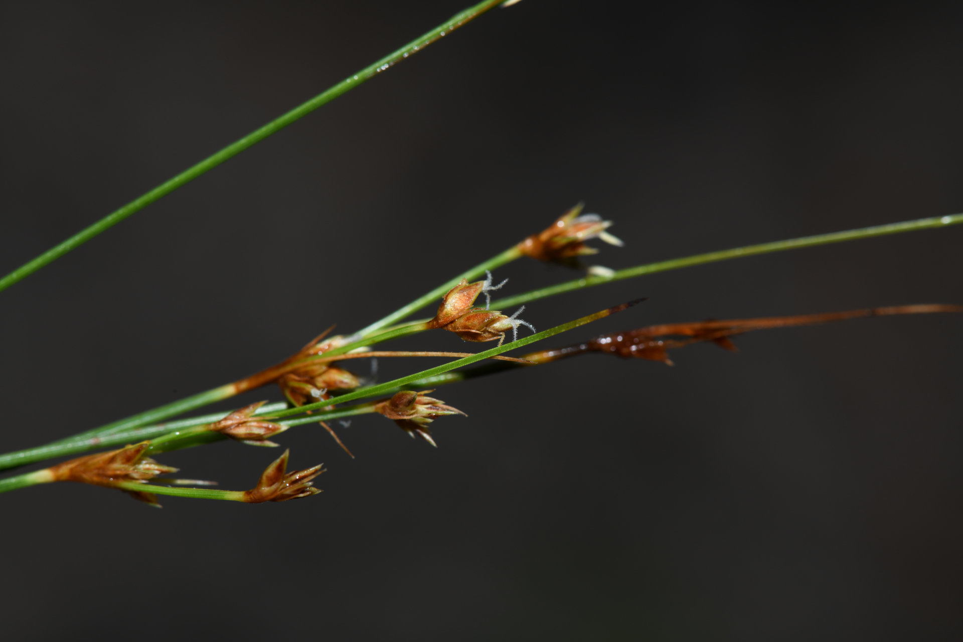 Bulbostylis junciformis (Kunth) C.B.Clarke - Photo Bivouac Naturaliste