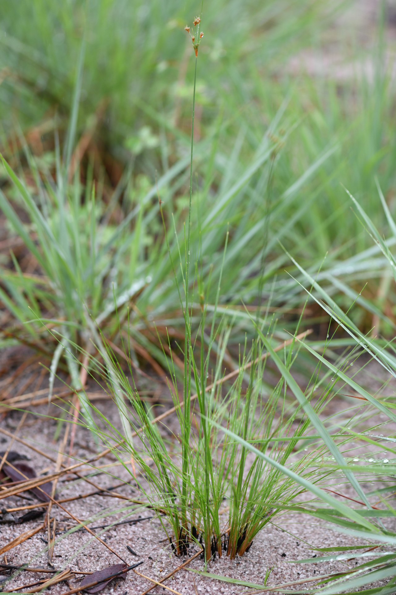 Bulbostylis junciformis (Kunth) C.B.Clarke - Photo Bivouac Naturaliste