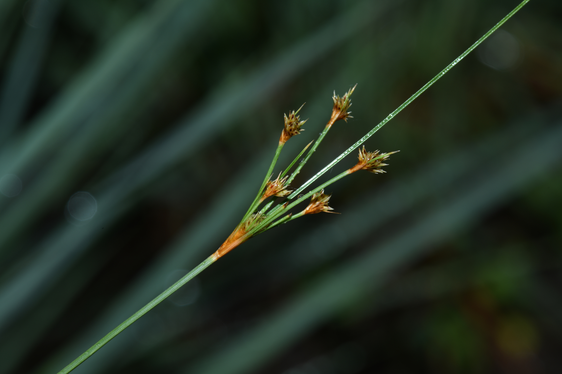 Bulbostylis junciformis (Kunth) C.B.Clarke - Photo Bivouac Naturaliste