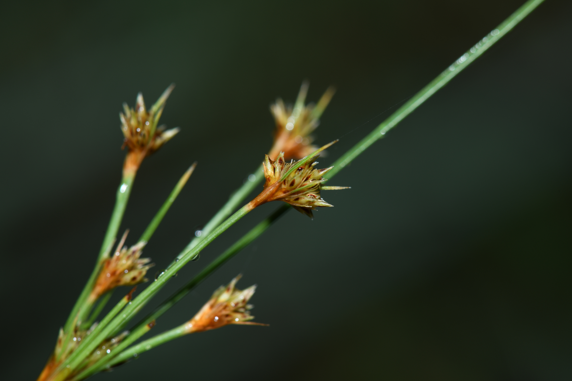 Bulbostylis junciformis (Kunth) C.B.Clarke - Photo Bivouac Naturaliste