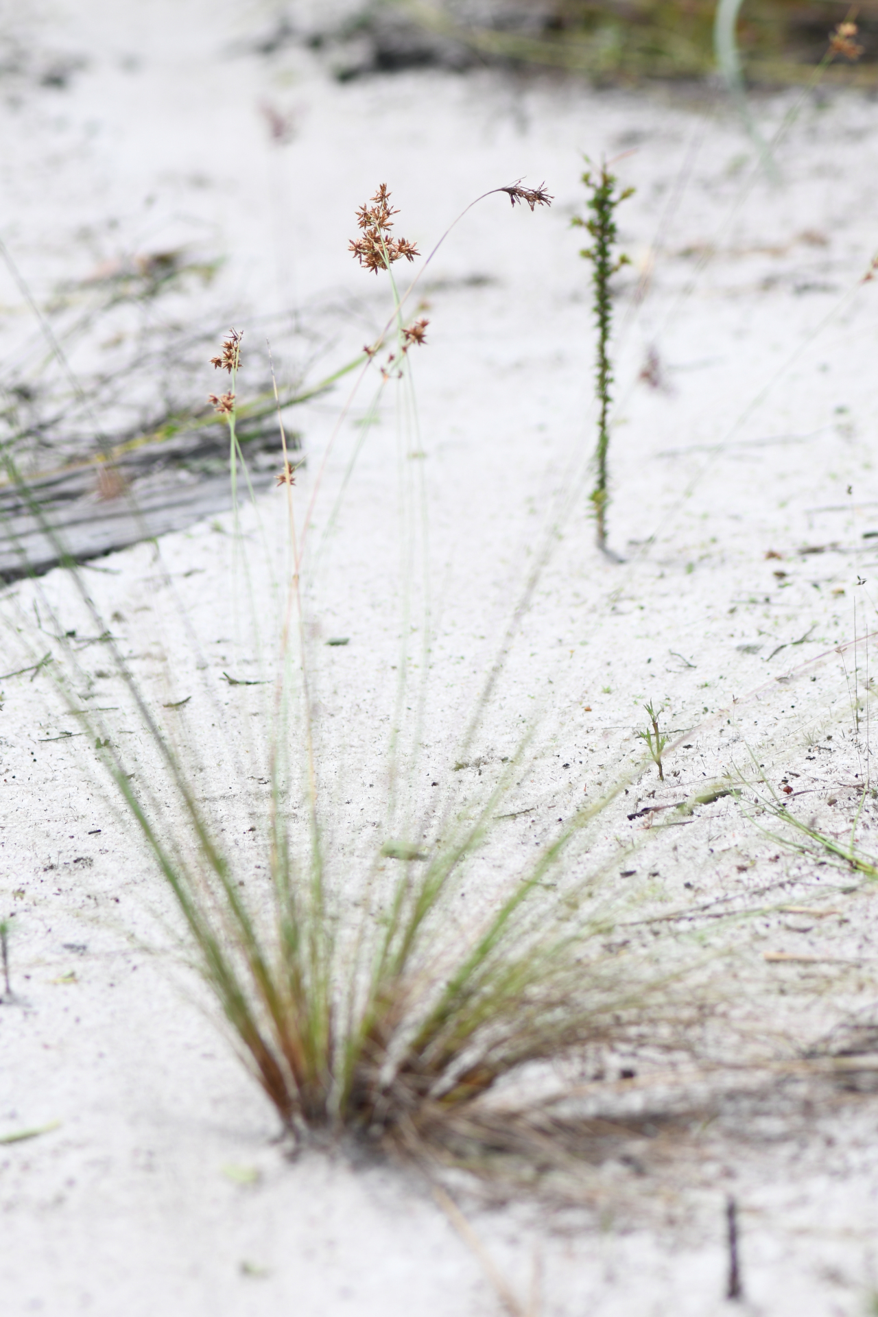 Bulbostylis junciformis (Kunth) C.B.Clarke - Photo Bivouac Naturaliste