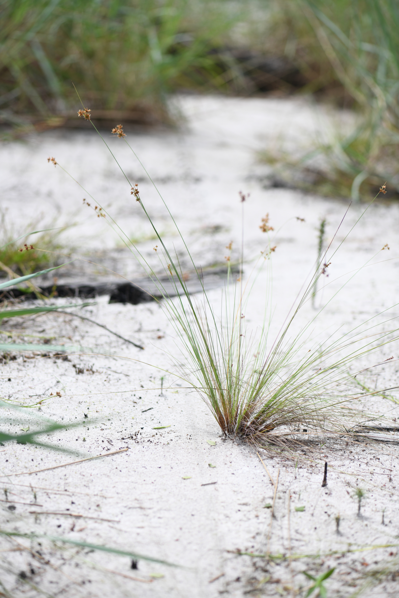 Bulbostylis junciformis (Kunth) C.B.Clarke - Photo Bivouac Naturaliste