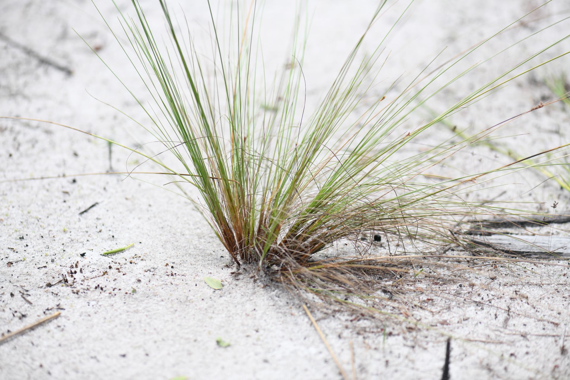 Bulbostylis junciformis (Kunth) C.B.Clarke - Photo Bivouac Naturaliste