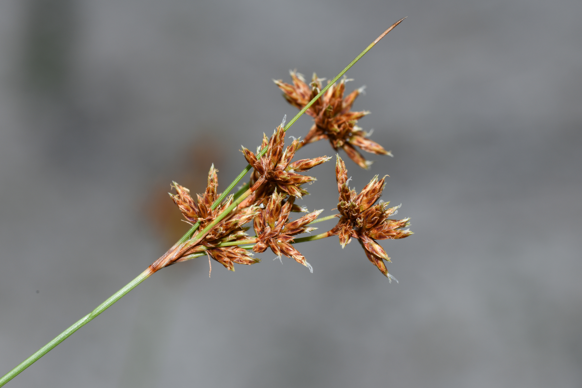 Bulbostylis junciformis (Kunth) C.B.Clarke - Photo Bivouac Naturaliste