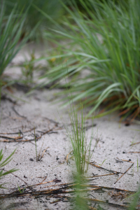 Bulbostylis junciformis (Kunth) C.B.Clarke