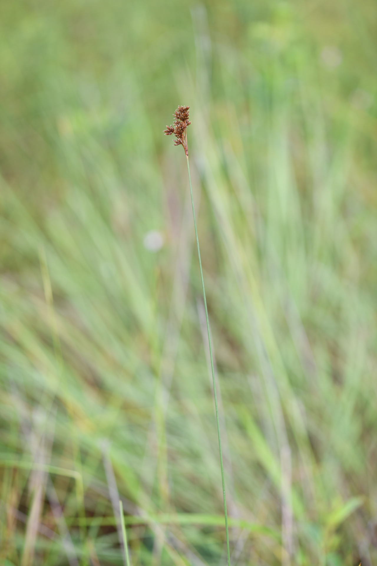 Bulbostylis stenocarpa Kük. - Photo Bivouac Naturaliste