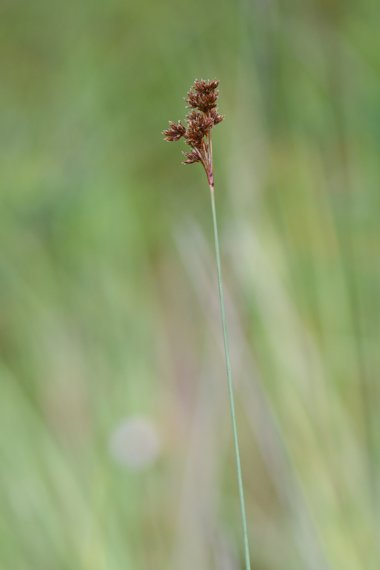 Bulbostylis stenocarpa Kük. - Photo Bivouac Naturaliste