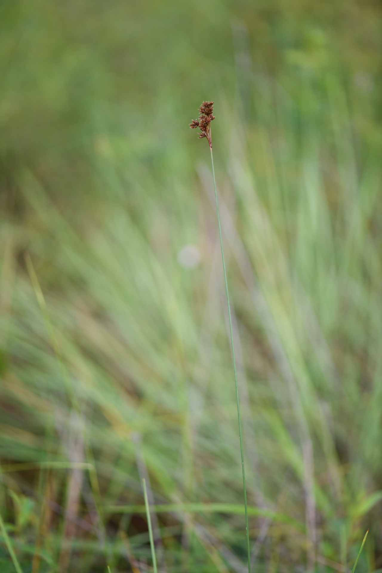 Bulbostylis stenocarpa Kük. - Photo Bivouac Naturaliste