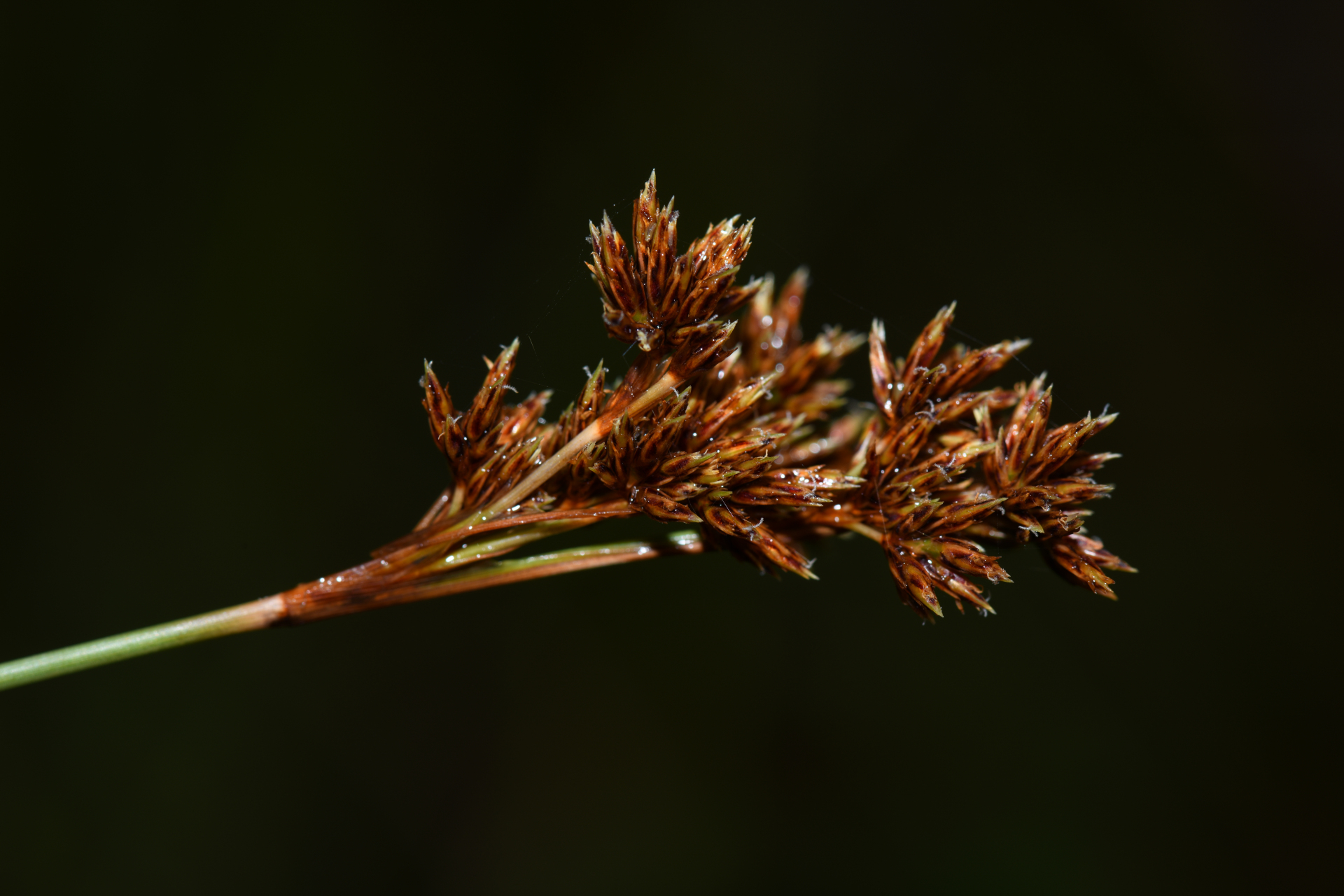 Bulbostylis stenocarpa Kük. - Photo Bivouac Naturaliste