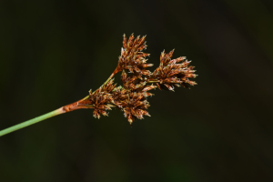 Bulbostylis stenocarpa Kük.