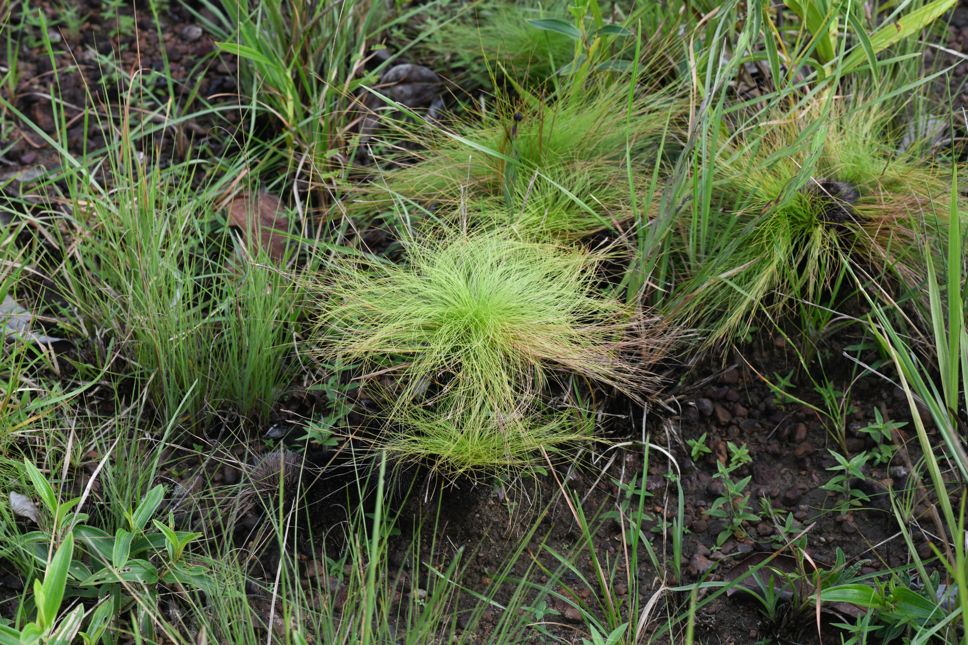 Bulbostylis paradoxa (Spreng.) Lindm. - Photo Bivouac Naturaliste