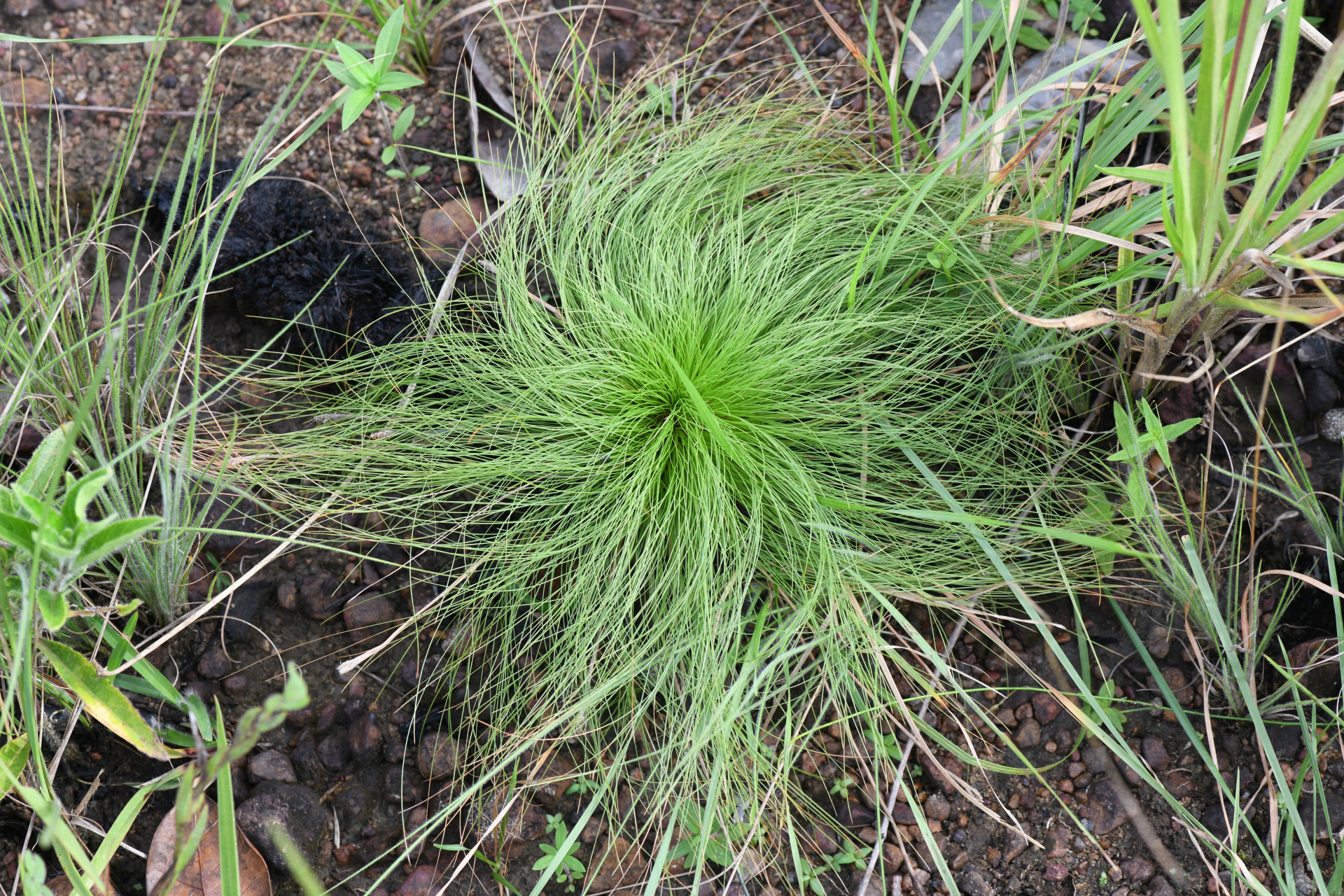 Bulbostylis paradoxa (Spreng.) Lindm. - Photo Bivouac Naturaliste