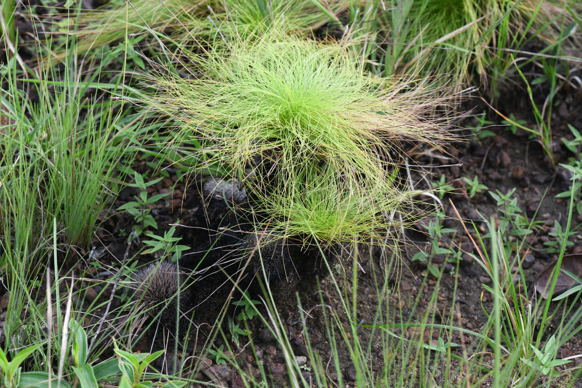 Bulbostylis paradoxa (Spreng.) Lindm. - Photo Bivouac Naturaliste