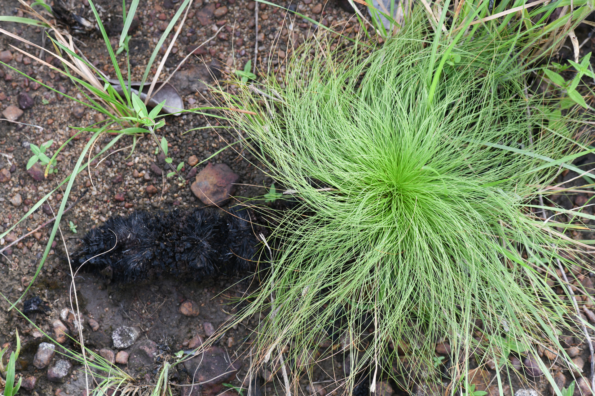 Bulbostylis paradoxa (Spreng.) Lindm. - Photo Bivouac Naturaliste