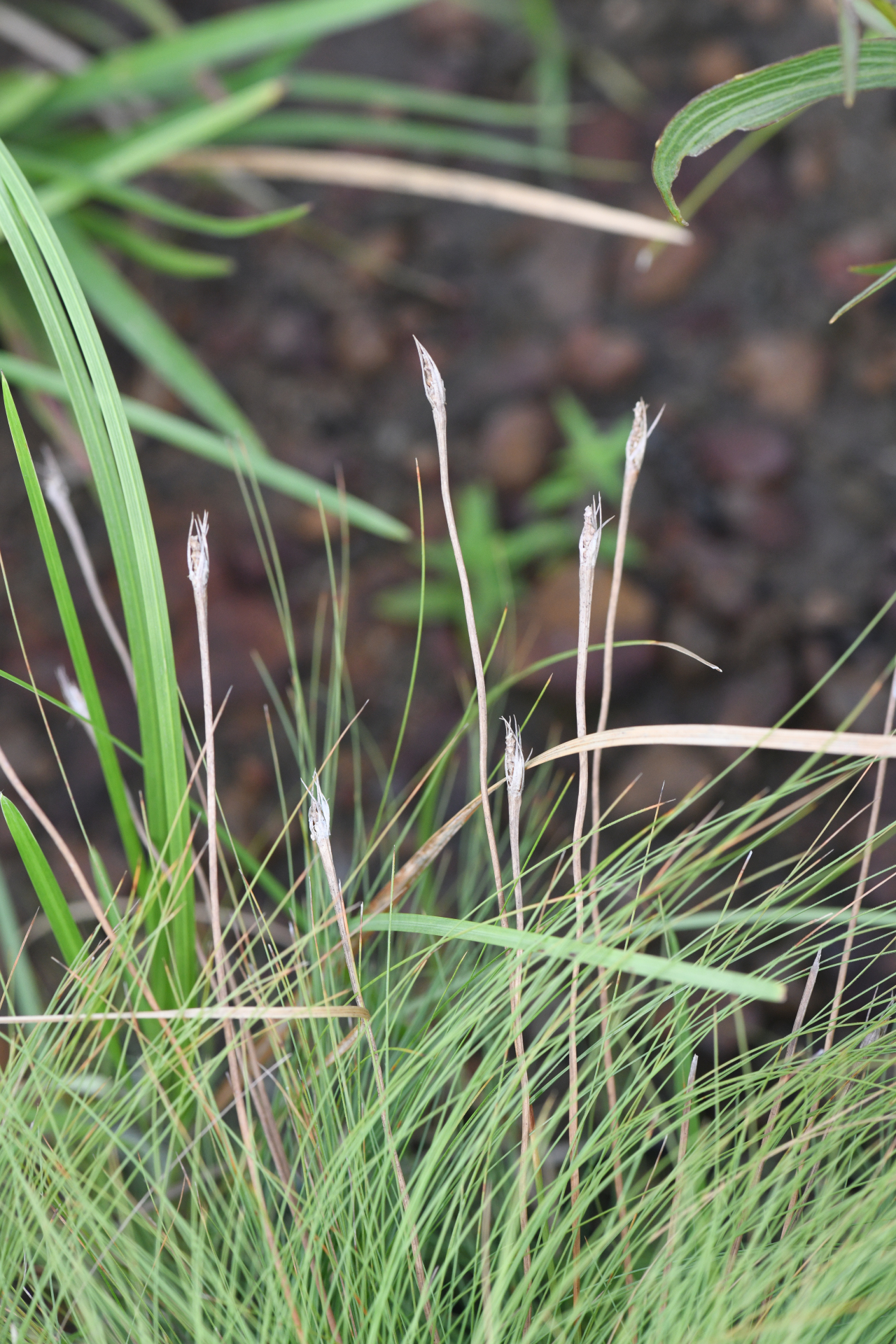 Bulbostylis paradoxa (Spreng.) Lindm. - Photo Bivouac Naturaliste