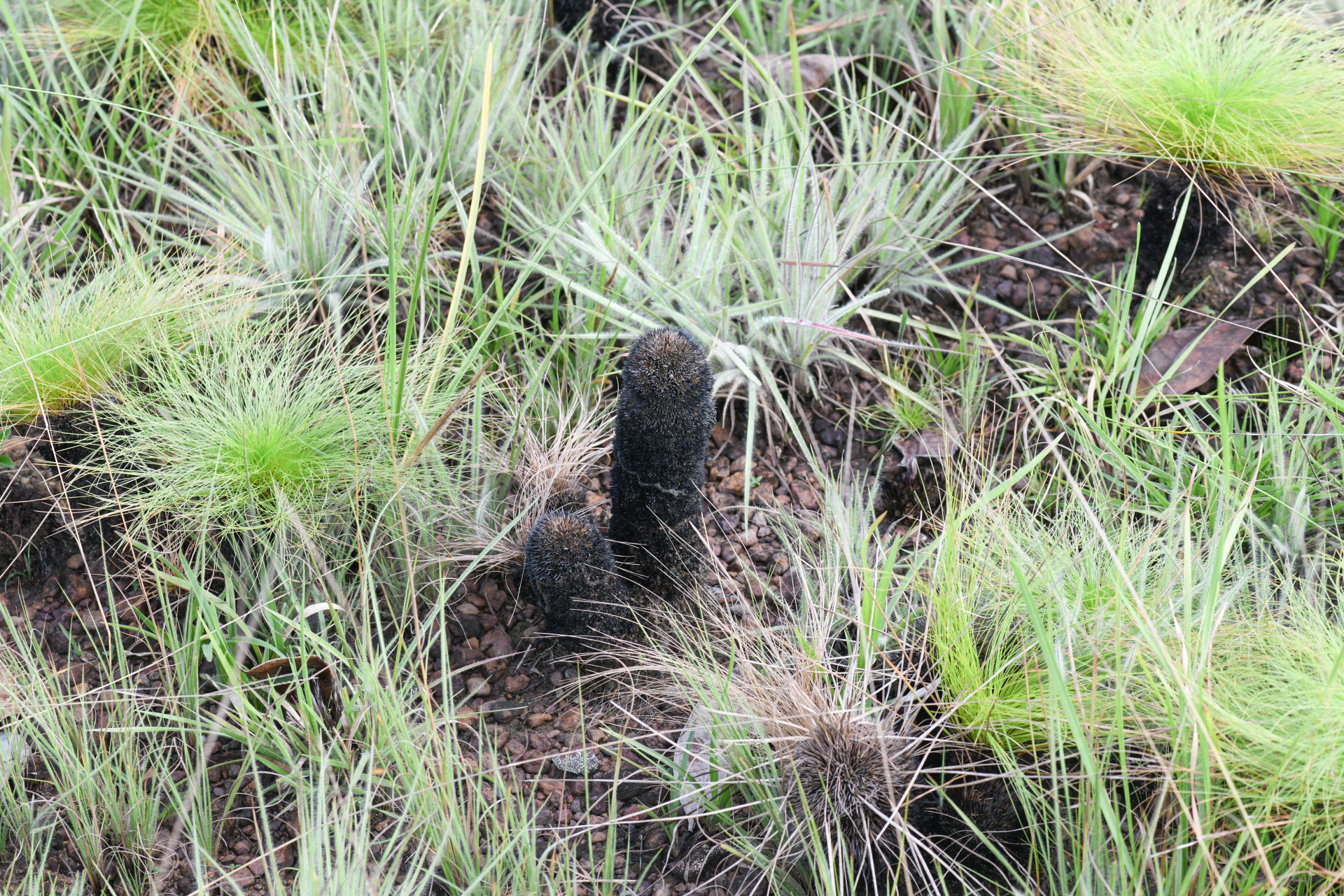 Bulbostylis paradoxa (Spreng.) Lindm. - Photo Bivouac Naturaliste