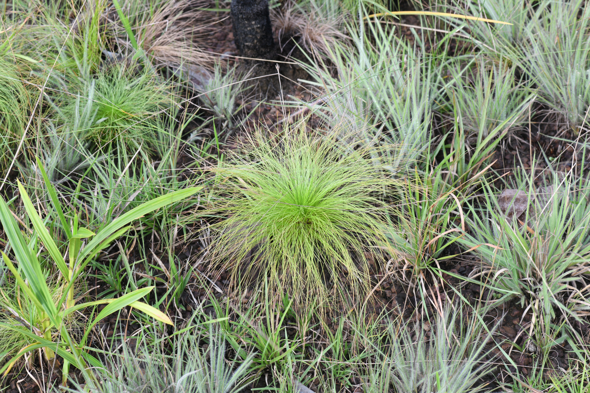 Bulbostylis paradoxa (Spreng.) Lindm. - Photo Bivouac Naturaliste