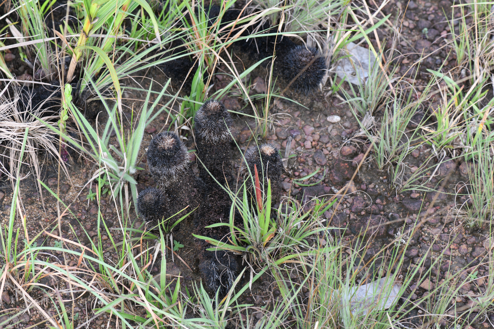 Bulbostylis paradoxa (Spreng.) Lindm. - Photo Bivouac Naturaliste