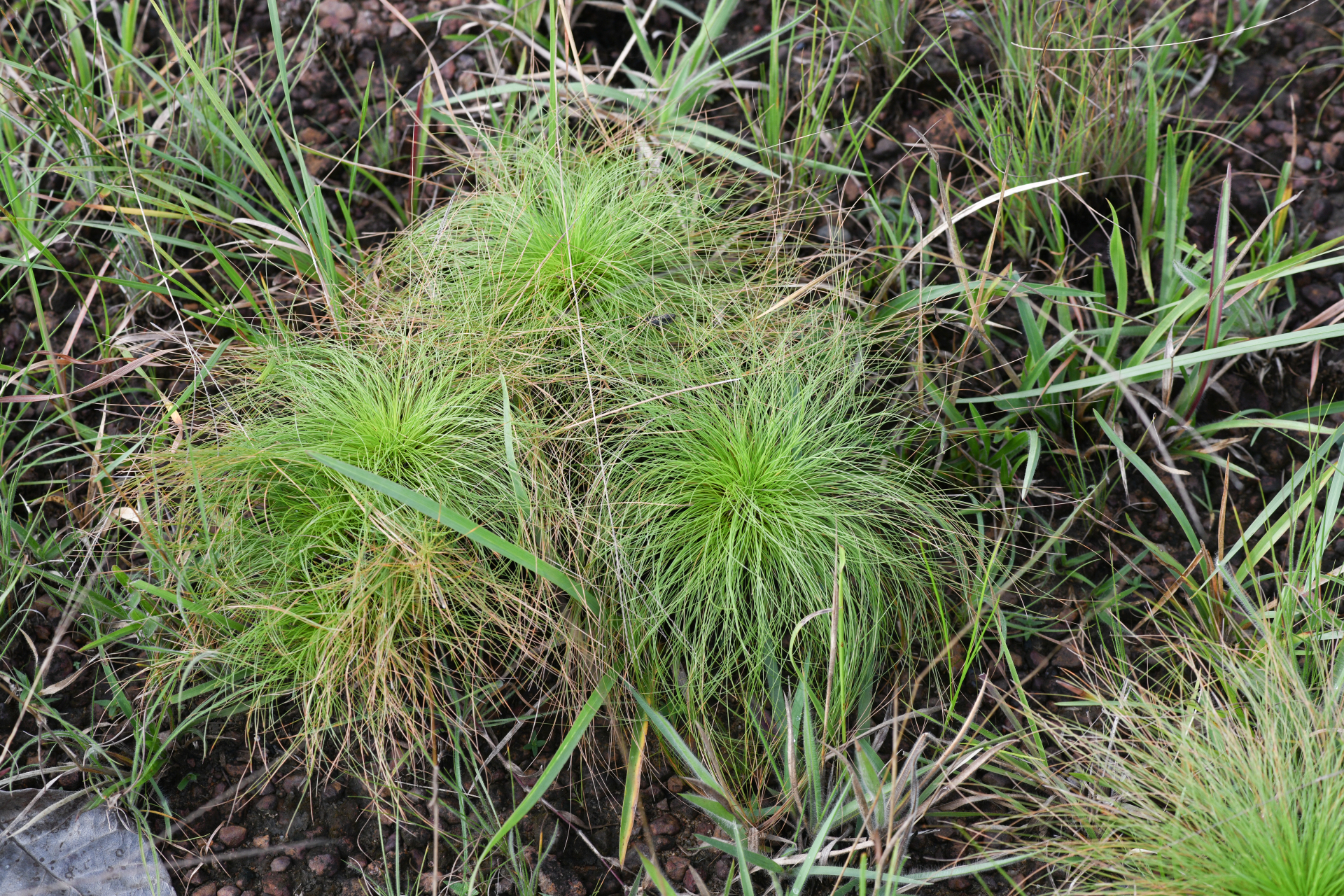 Bulbostylis paradoxa (Spreng.) Lindm. - Photo Bivouac Naturaliste
