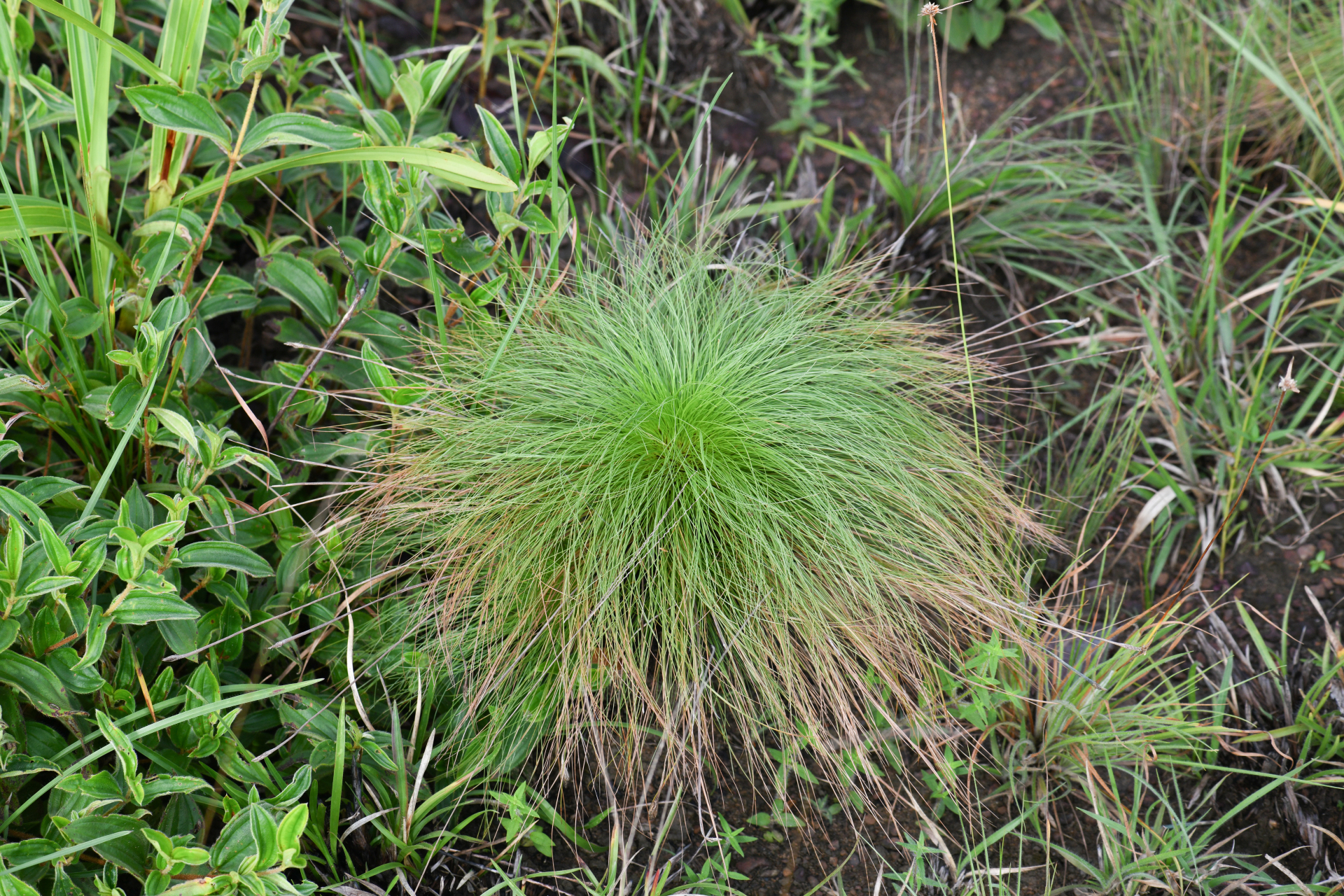 Bulbostylis paradoxa (Spreng.) Lindm. - Photo Bivouac Naturaliste