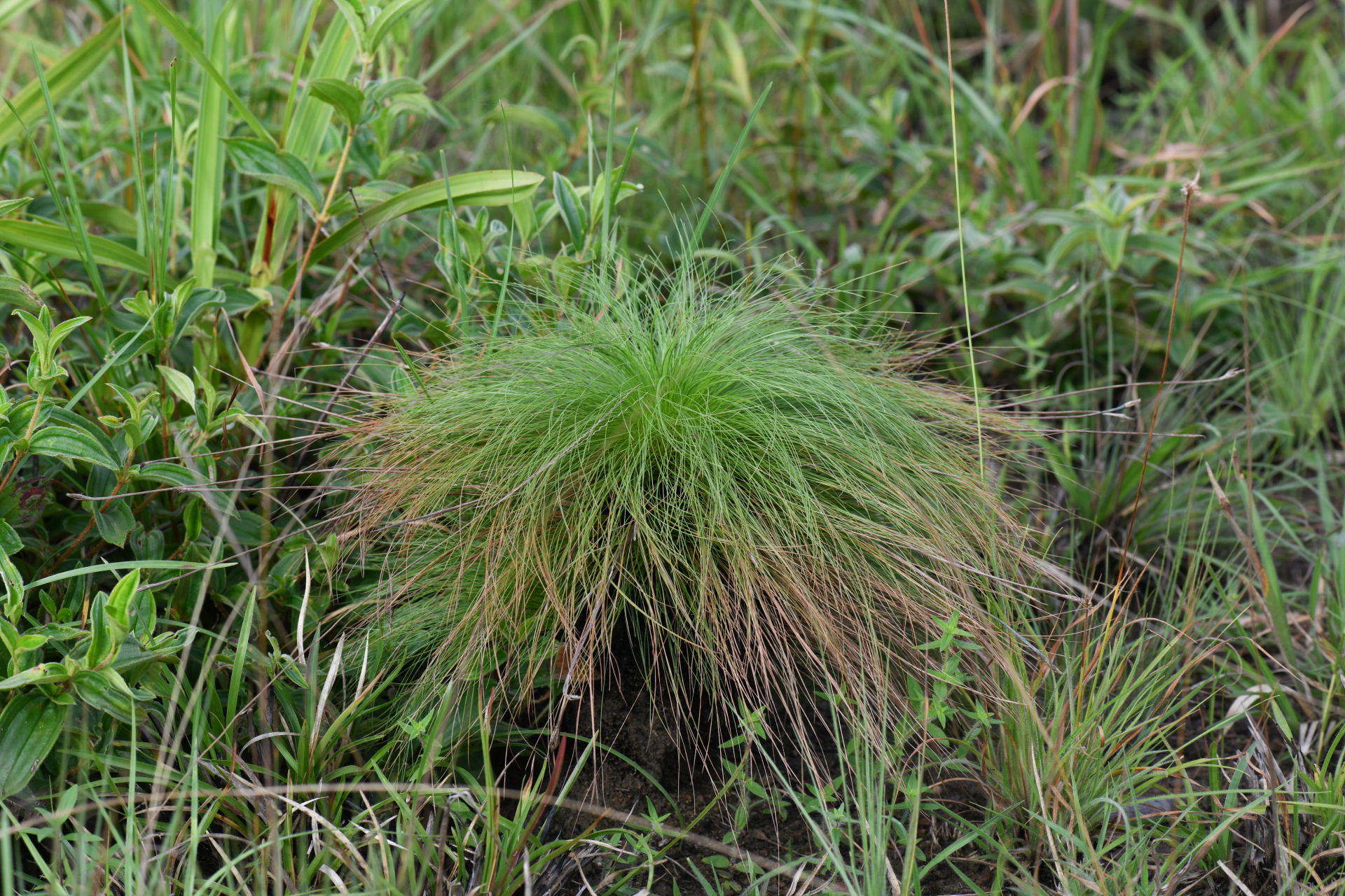 Bulbostylis paradoxa (Spreng.) Lindm. - Photo Bivouac Naturaliste