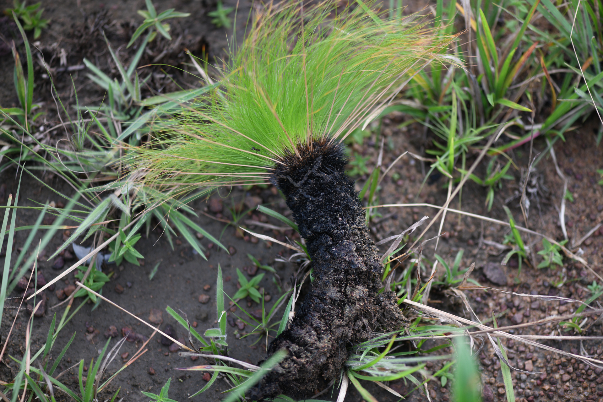 Bulbostylis paradoxa (Spreng.) Lindm. - Photo Bivouac Naturaliste