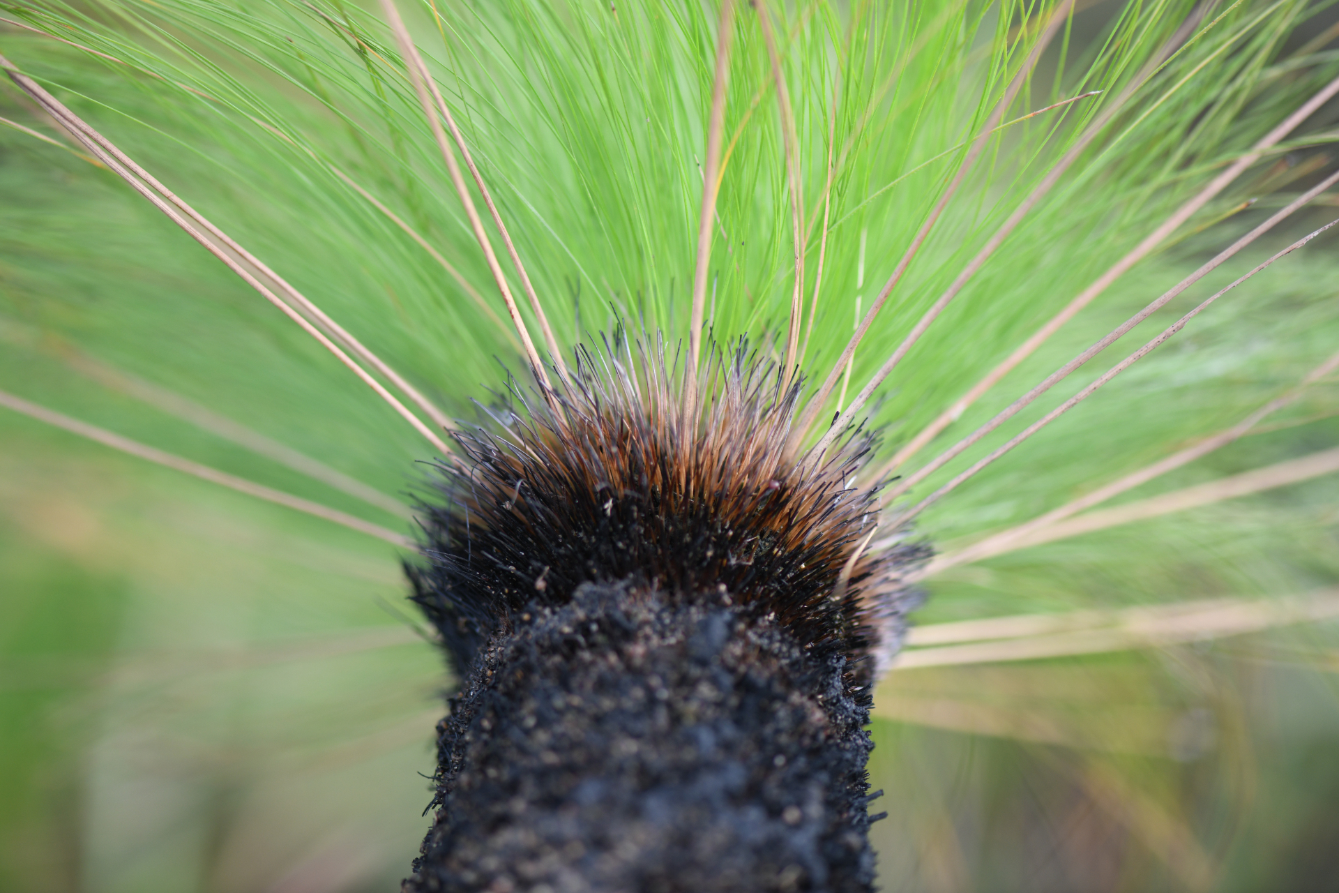 Bulbostylis paradoxa (Spreng.) Lindm. - Photo Bivouac Naturaliste
