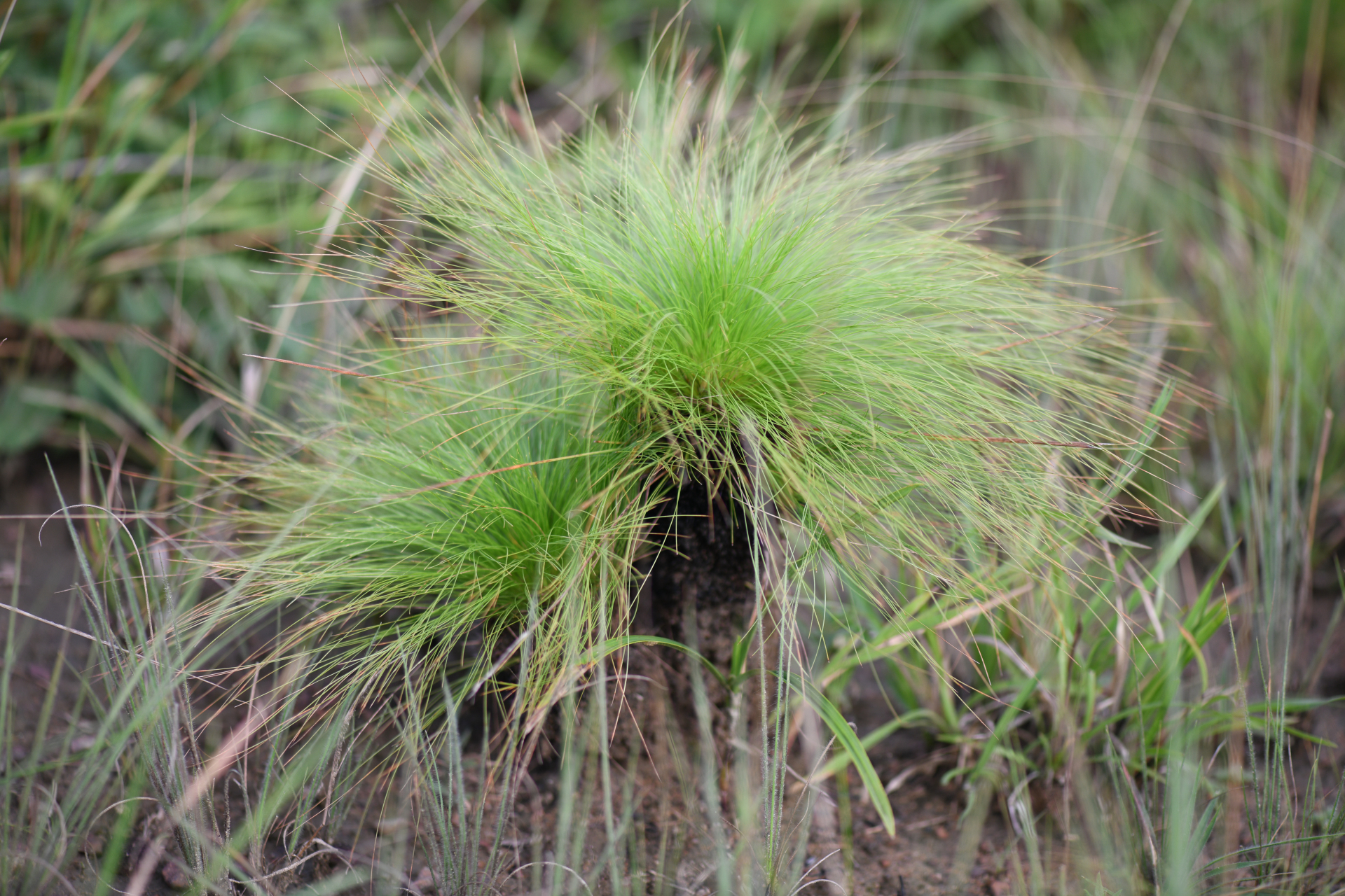 Bulbostylis paradoxa (Spreng.) Lindm. - Photo Bivouac Naturaliste