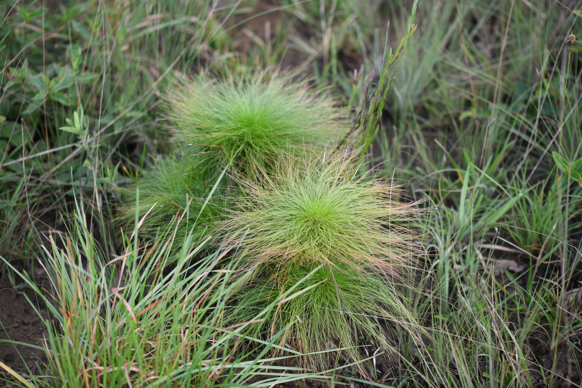 Bulbostylis paradoxa (Spreng.) Lindm. - Photo Bivouac Naturaliste