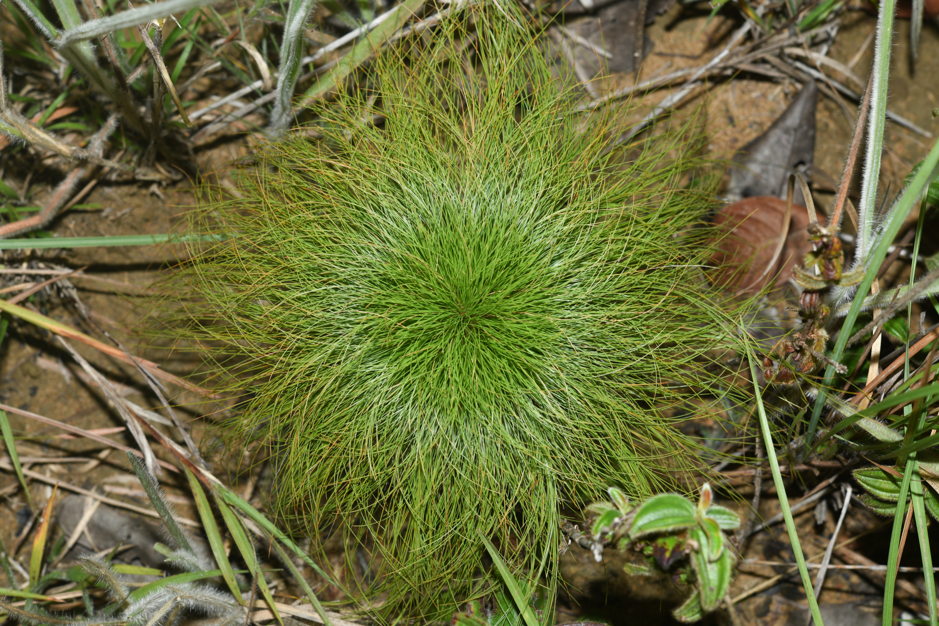 Bulbostylis paradoxa (Spreng.) Lindm. - Photo Bivouac Naturaliste