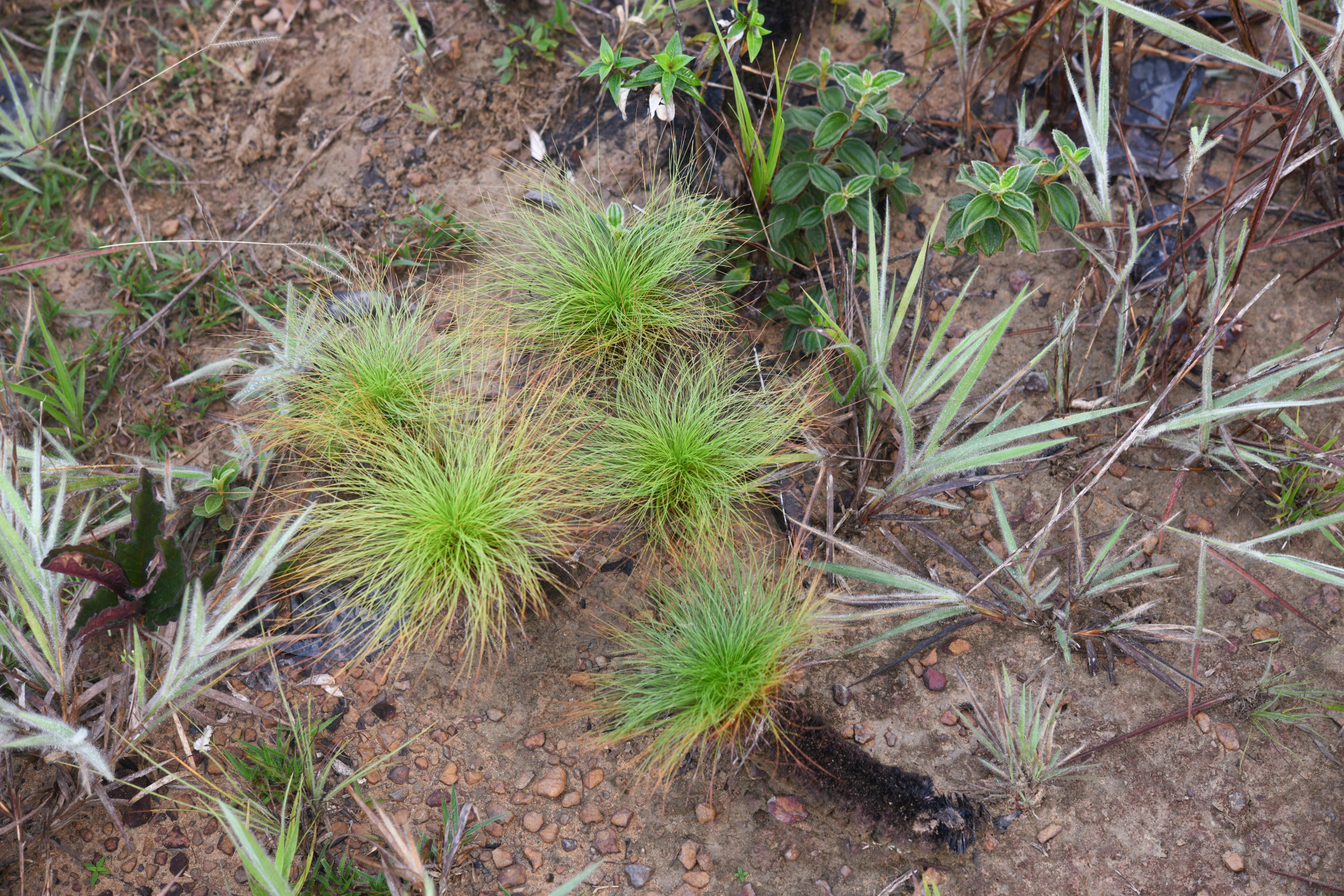 Bulbostylis paradoxa (Spreng.) Lindm. - Photo Bivouac Naturaliste
