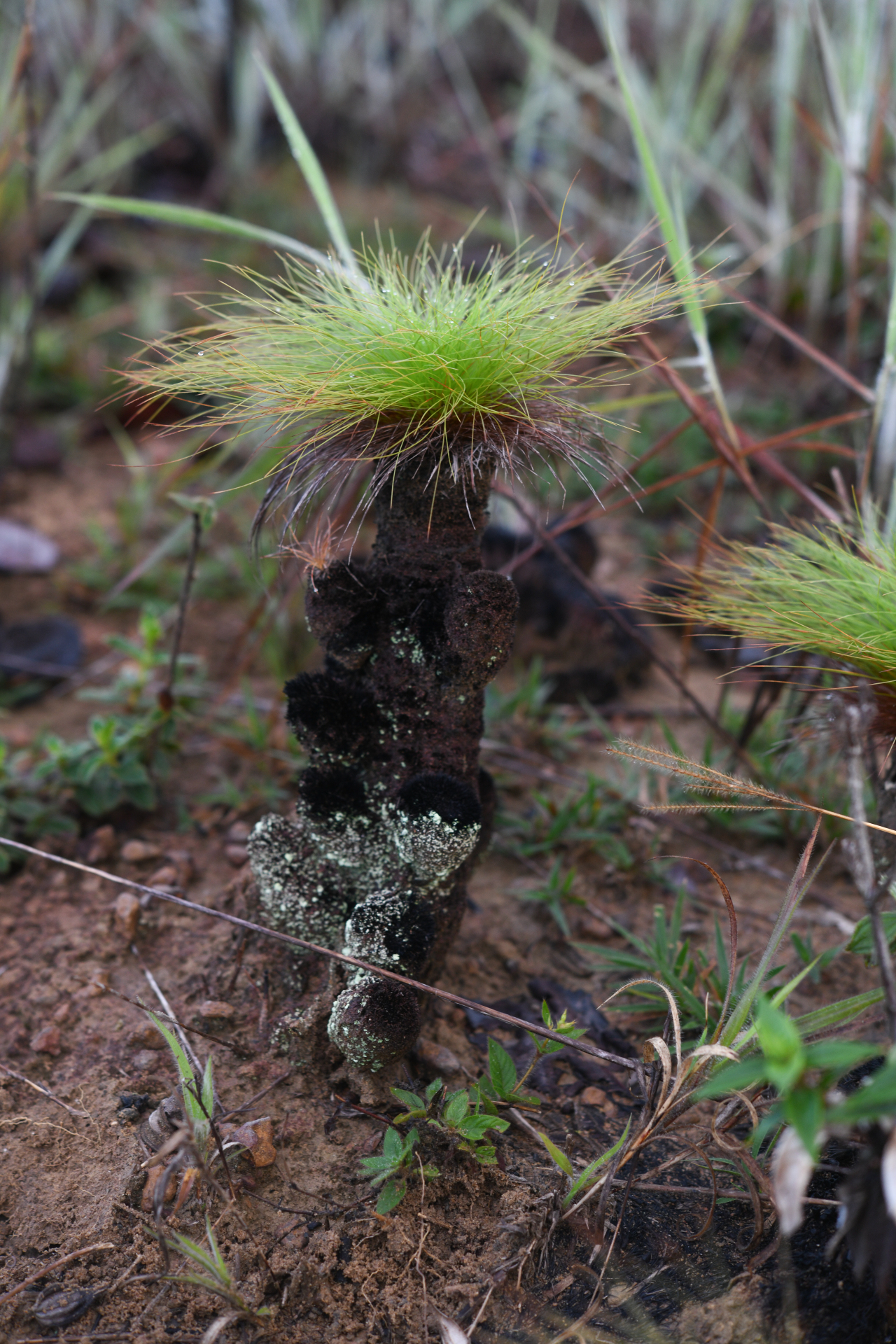 Bulbostylis paradoxa (Spreng.) Lindm. - Photo Bivouac Naturaliste