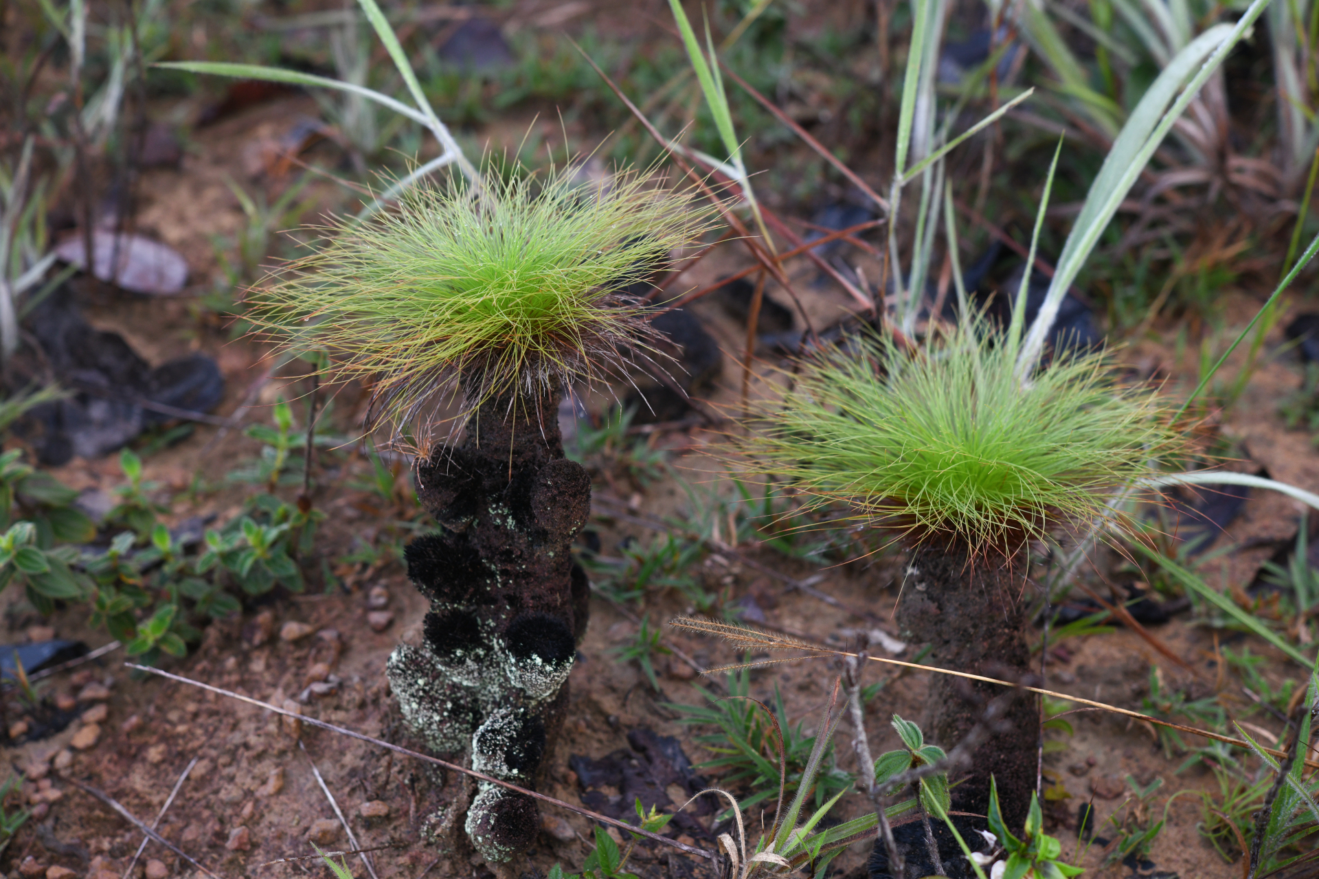 Bulbostylis paradoxa (Spreng.) Lindm. - Photo Bivouac Naturaliste