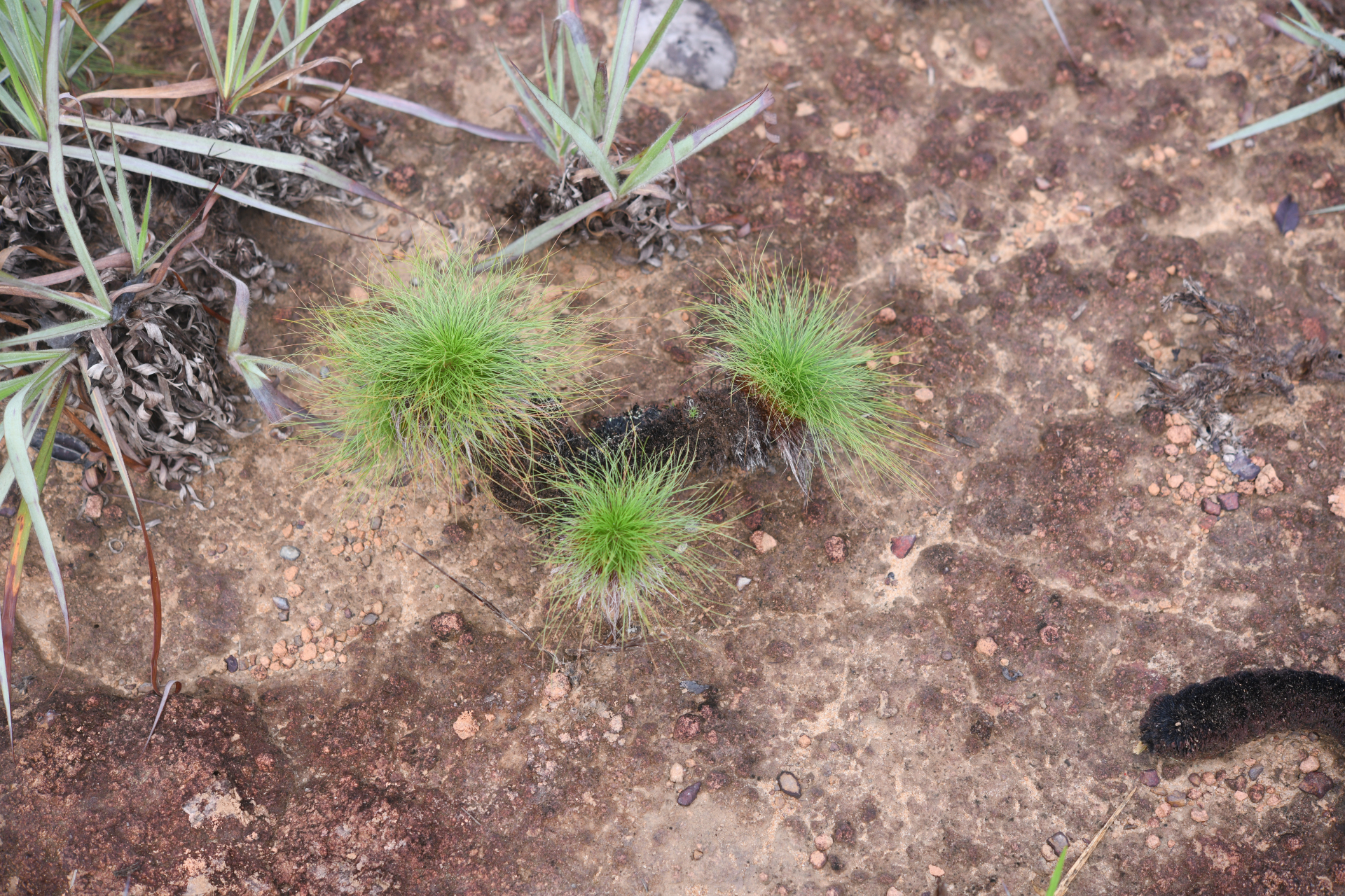 Bulbostylis paradoxa (Spreng.) Lindm. - Photo Bivouac Naturaliste