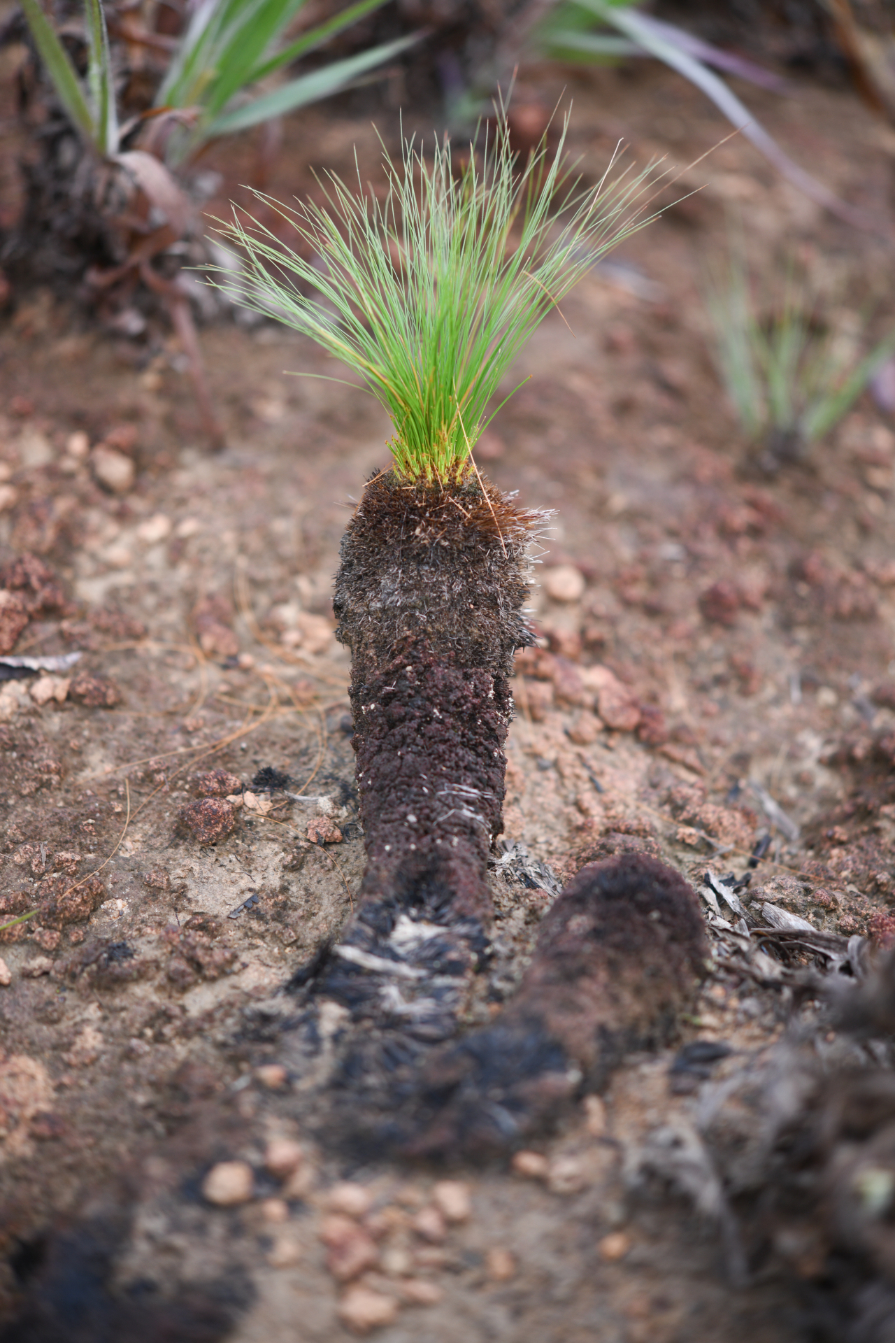 Bulbostylis paradoxa (Spreng.) Lindm. - Photo Bivouac Naturaliste