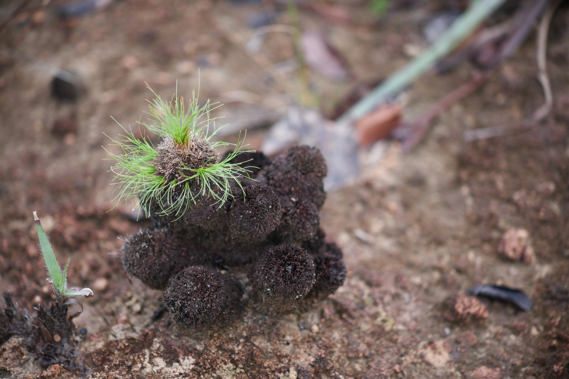 Bulbostylis paradoxa (Spreng.) Lindm. - Photo Bivouac Naturaliste