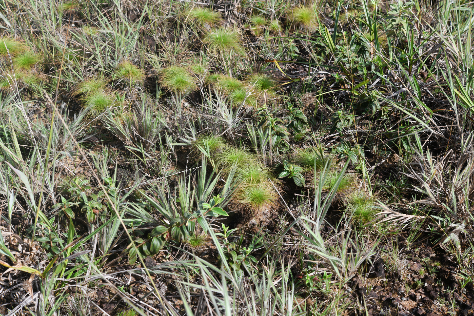 Bulbostylis paradoxa (Spreng.) Lindm. - Photo Bivouac Naturaliste