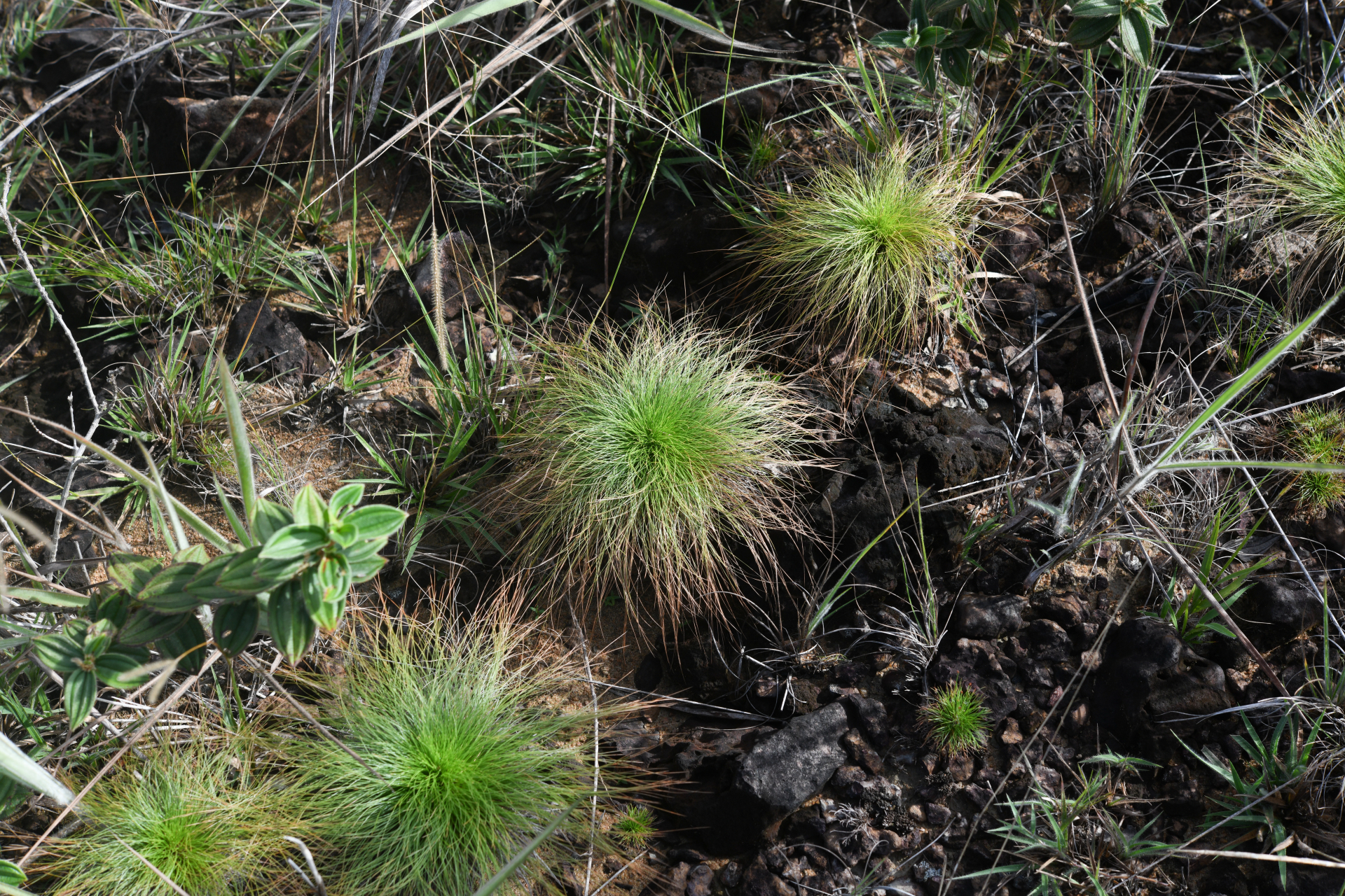 Bulbostylis paradoxa (Spreng.) Lindm. - Photo Bivouac Naturaliste