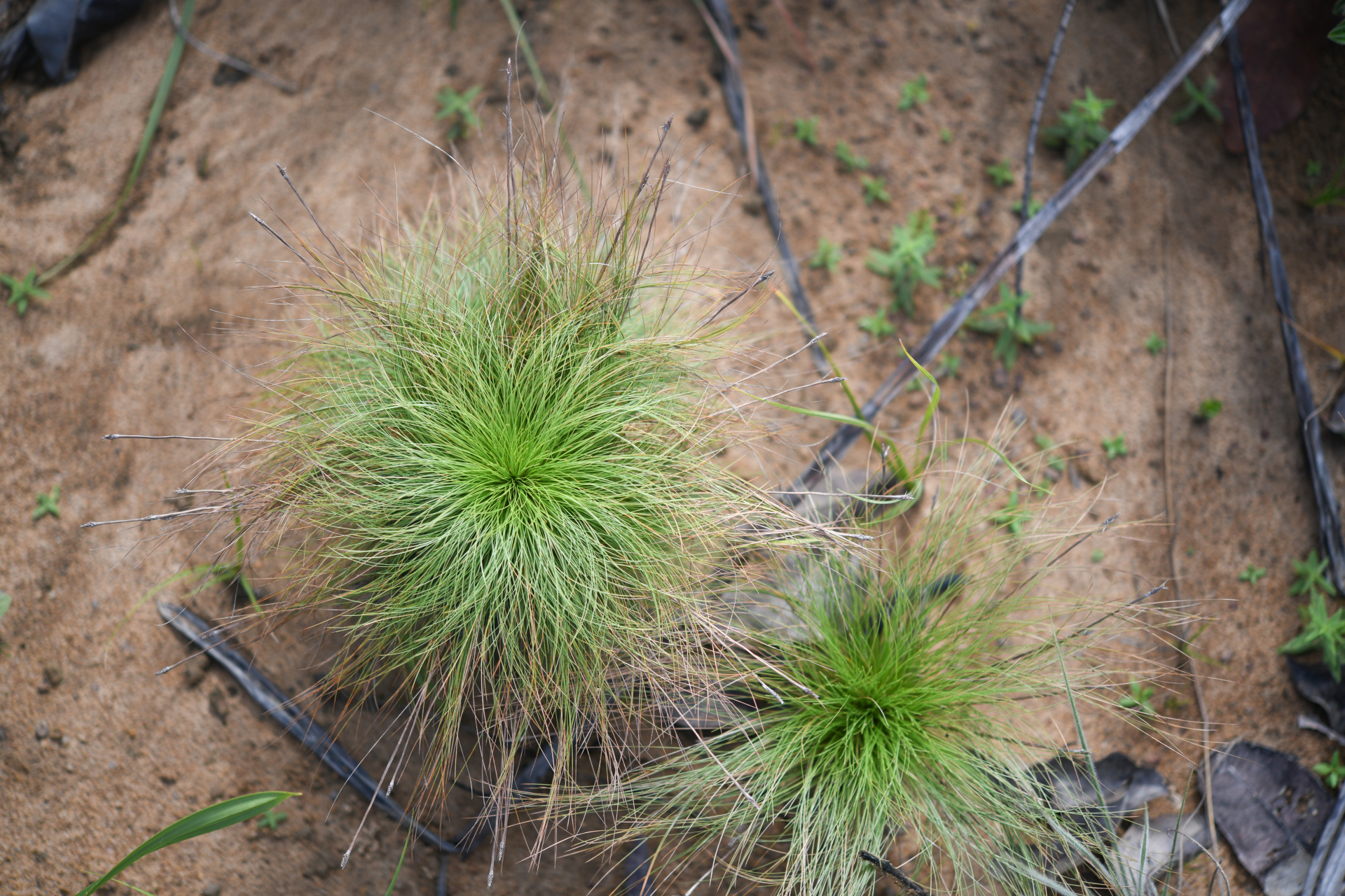 Bulbostylis paradoxa (Spreng.) Lindm. - Photo Bivouac Naturaliste